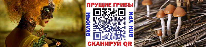 Псилоцибиновые грибы Psilocybe  Баксан 